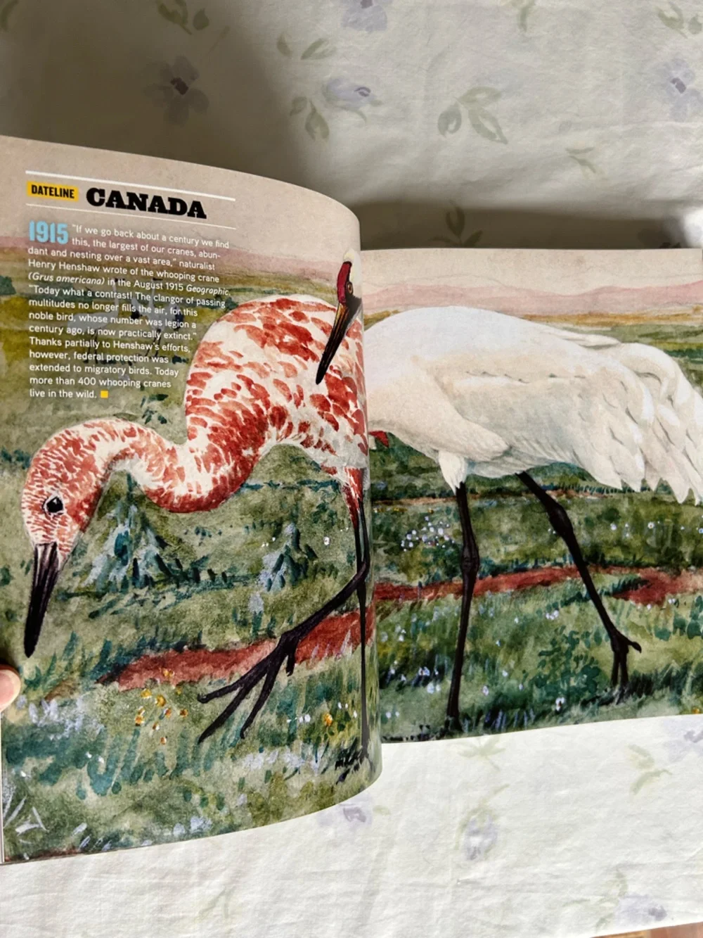 Historical Cultural Travel Academia National Geographic 125 Years Photo Book